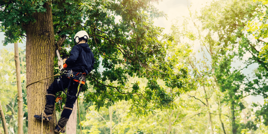 Image d'une personne qui abbat un arbre